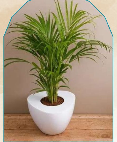 Tablle Palm plant from NAHOR