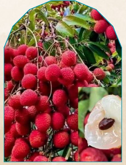 Tezpur Litchi plant from NAHOR