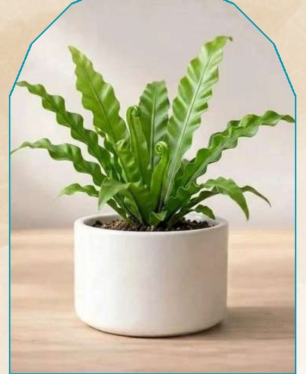 Fern plant from NAHOR