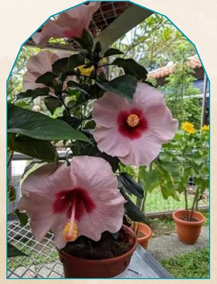 Joba (with Pot) plant from NAHOR
