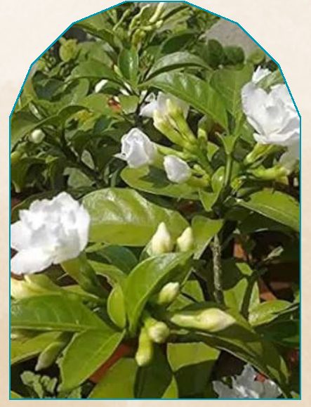 Tagar plant from NAHOR