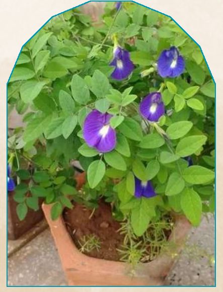 Aparajita plant from NAHOR
