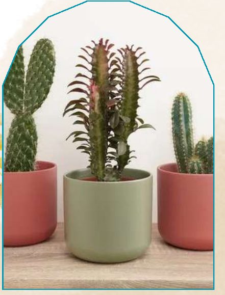 Cactus plant from NAHOR