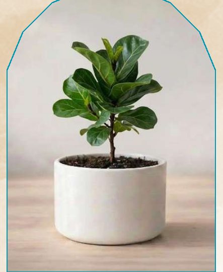 Fiddle Leaf Fig plant from NAHOR