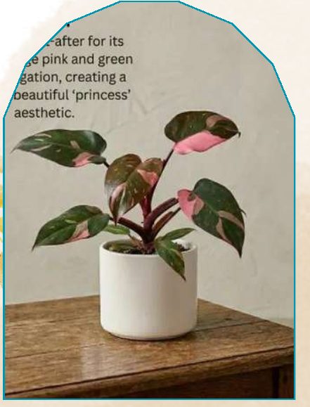 Pink Princess plant from NAHOR