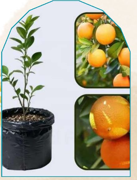 Orange plant from NAHOR