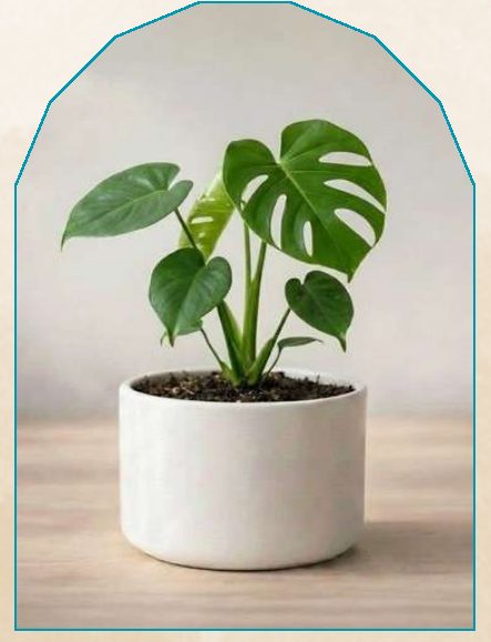 Monstera plant from NAHOR