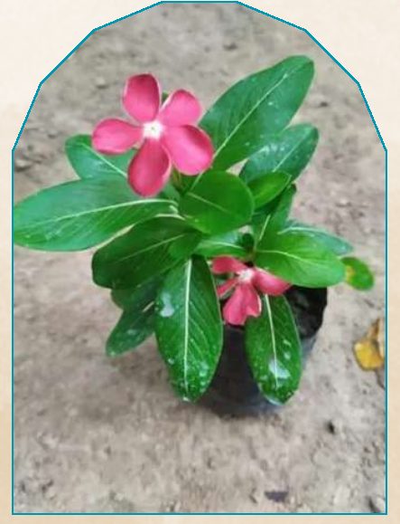 Nayantara plant from NAHOR