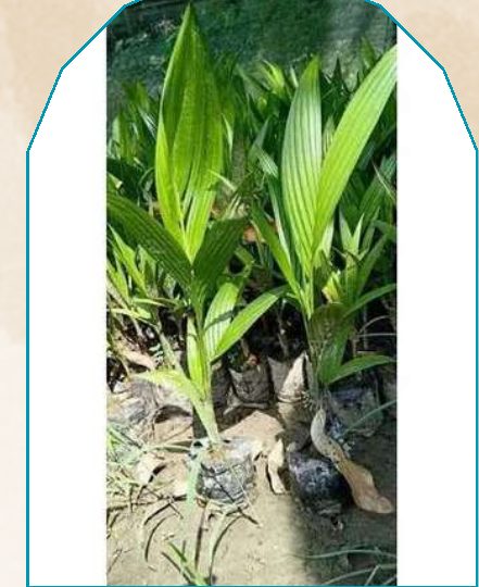 Coconut plant from NAHOR