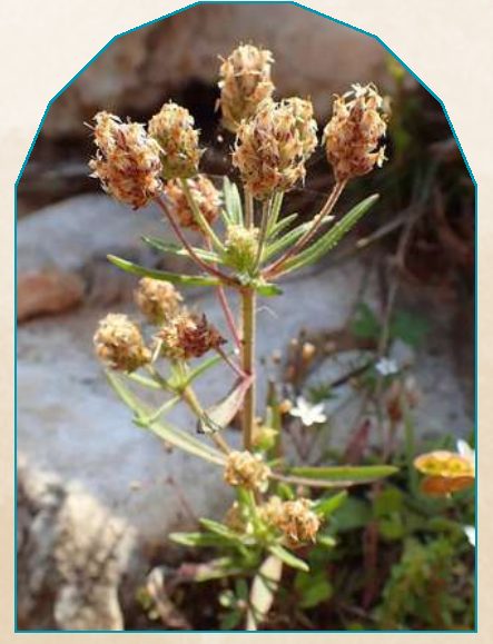 Psyllium plant from NAHOR