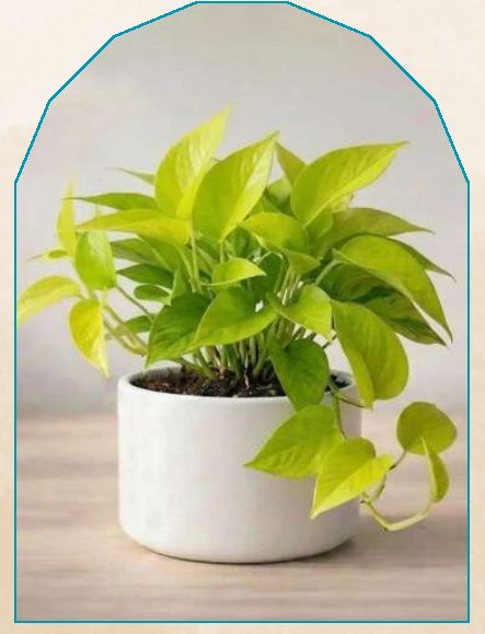 Golden Money Plant (with Tub) plant from NAHOR