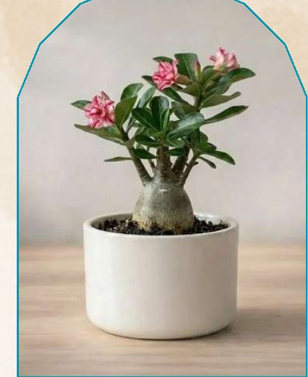 Adenium plant from NAHOR