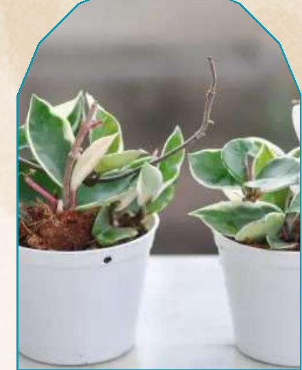 Hoya plant from NAHOR