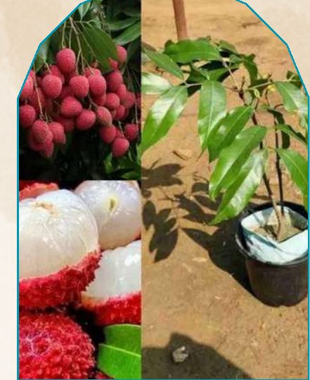 Litchi plant from NAHOR