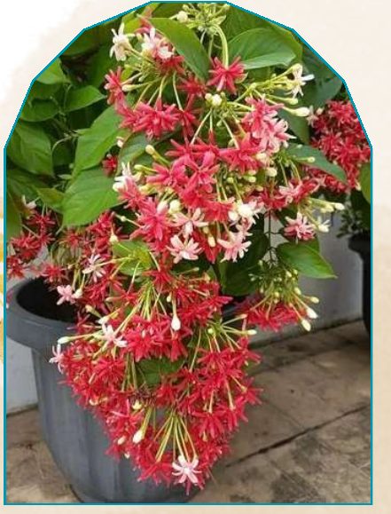 Madhumalati plant from NAHOR