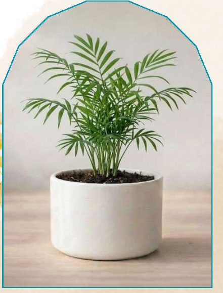 Areca Palm plant from NAHOR