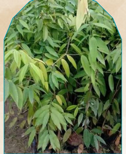 Nahor plant from NAHOR