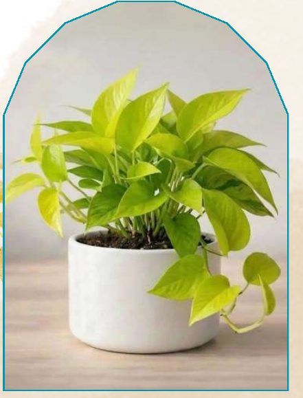 Golden Money Plant plant from NAHOR