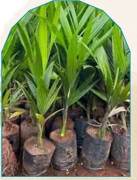 Betelnut plant from NAHOR