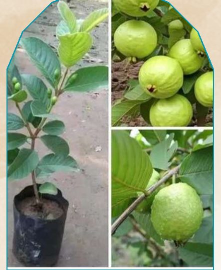 Guava plant from NAHOR