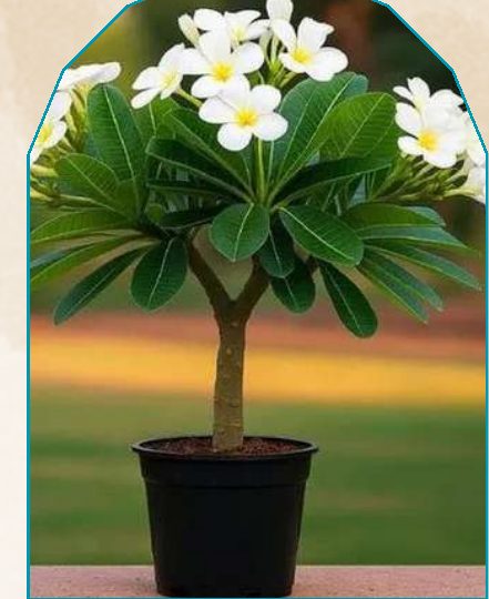 Champa plant from NAHOR