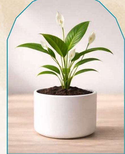 Peace Lily plant from NAHOR