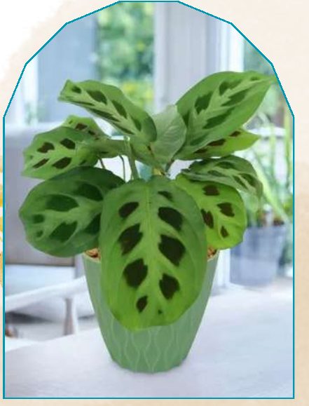 Maranatha plant from NAHOR