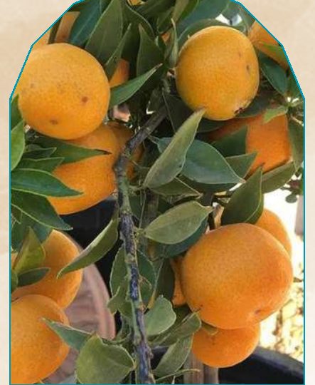 Malta plant from NAHOR