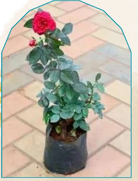 Rose plant from NAHOR