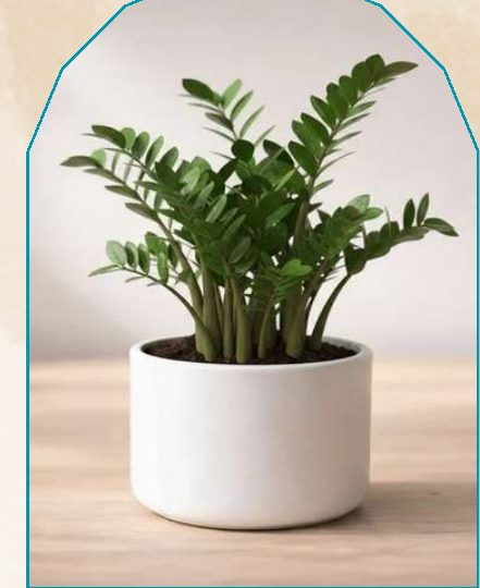 Zplant plant from NAHOR