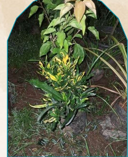 Spring Cotton plant from NAHOR