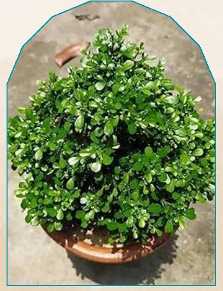 Kamini plant from NAHOR