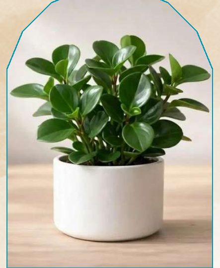 Rubber Plant plant from NAHOR