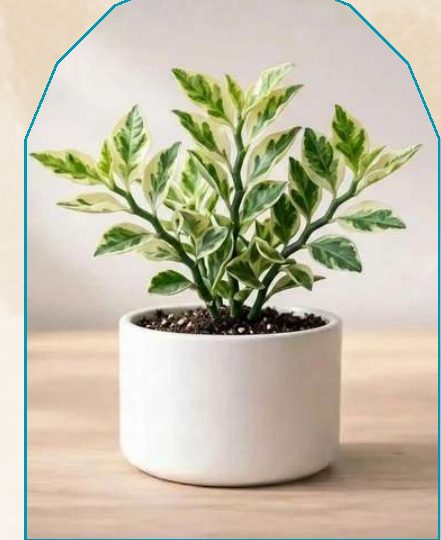 Pedilanthus plant from NAHOR