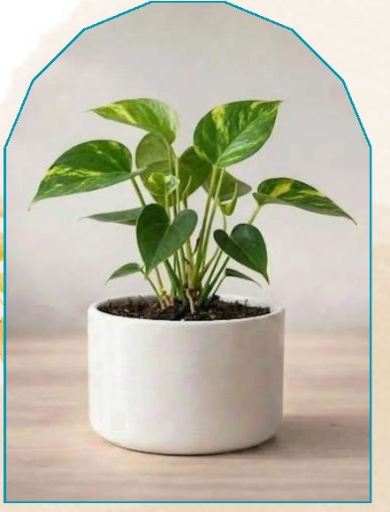 Money Plant plant from NAHOR