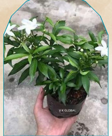 Chandni plant from NAHOR