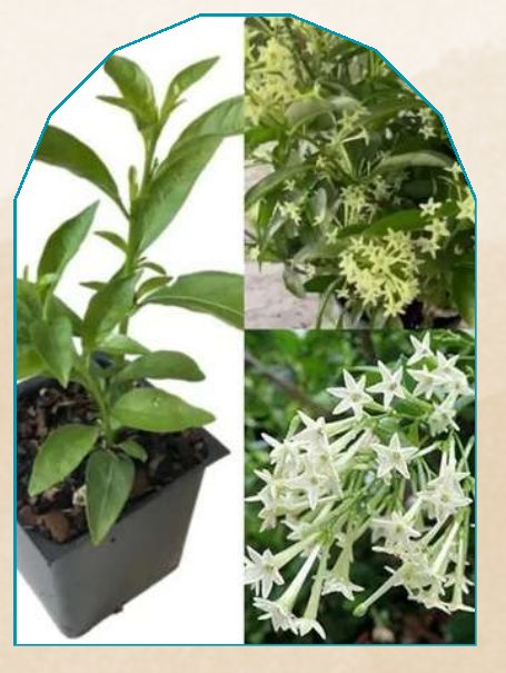 Night King plant from NAHOR
