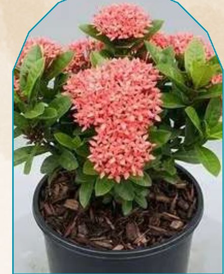 Ixora plant from NAHOR