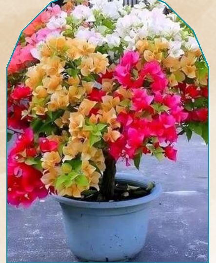 Bougainvillea plant from NAHOR