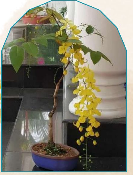 Golden Shower plant from NAHOR
