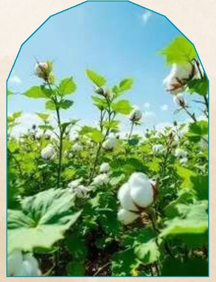 Cotton plant from NAHOR