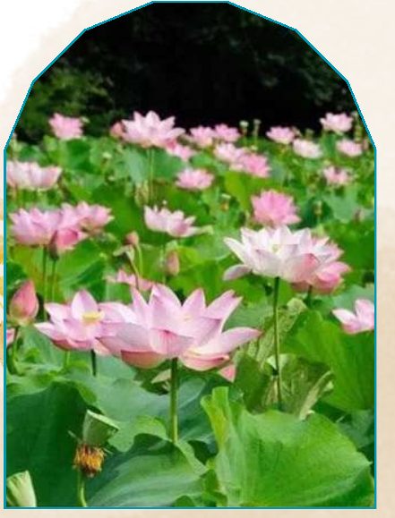 Water Lily plant from NAHOR