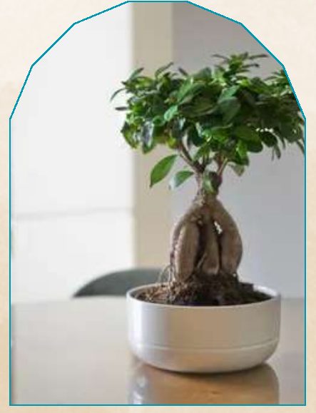 Kamini Bonsai plant from NAHOR