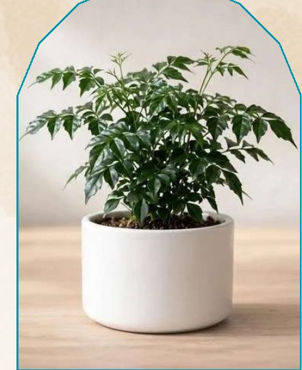 China Doll plant from NAHOR