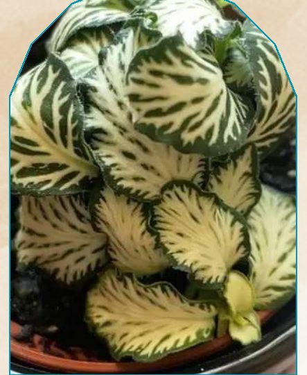 Tiger plant from NAHOR