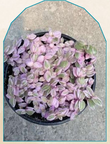Pink Lady plant from NAHOR