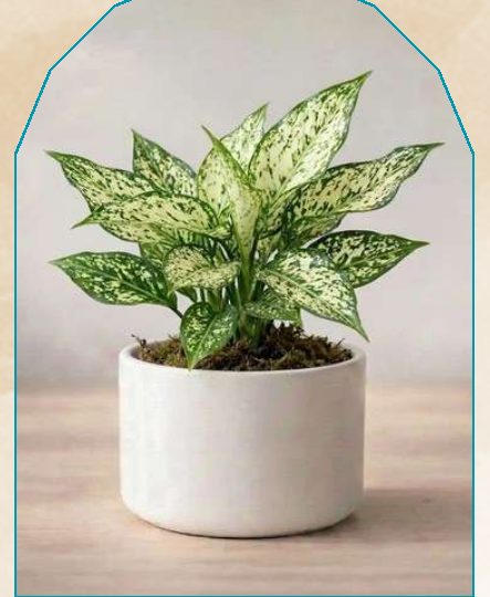 Aglaonema plant from NAHOR