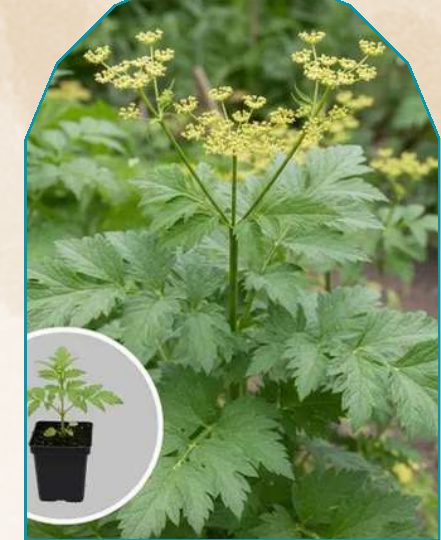 Levistic plant from NAHOR