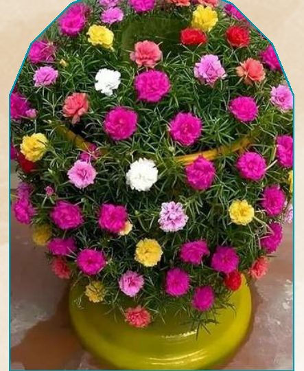 9 'O' Clock plant from NAHOR