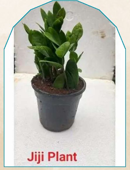 Jiji plant from NAHOR